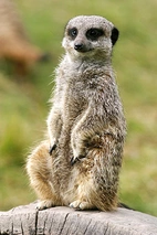 Vmyoung Lace SS Short Dress